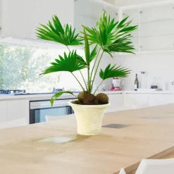 Livistona : H40/50cm coupe déco D26 cm