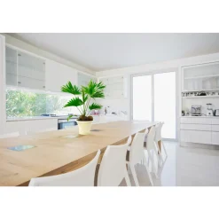 Livistona : H40/50cm coupe déco D26 cm