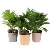 Livistona : pot déco D19xH65cm. Avec noix.