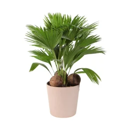 Livistona : pot déco D19xH65cm. Avec noix.