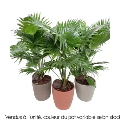Livistona rotundifolia - Pot D 18cm