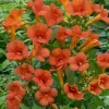 MA PÉPINIÈRE - Campsis mme gallen - pot 4 l