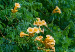 MA PÉPINIÈRE - Campsis yellow trompet - pot 4 l