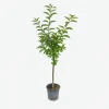 MA PÉPINIÈRE - Cerisier bigarreau coeur pigeon - pot 10 l