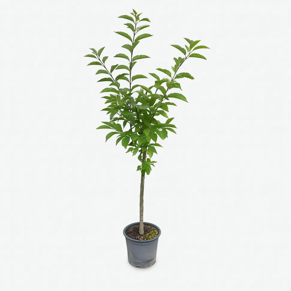 MA PÉPINIÈRE - Cerisier bigarreau coeur pigeon "bio" c10l gobelet 3 ans d'âge 125/150cm (hors pot)