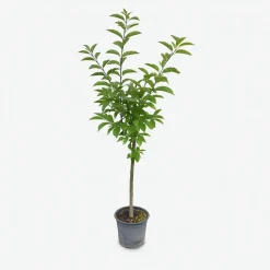 MA PÉPINIÈRE - Cerisier bigarreau reverchon "bio" - pot 10 l