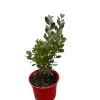 MA PÉPINIÈRE - Feijoa sellowiana - pot 4 l