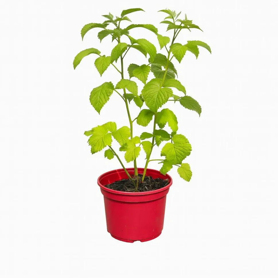 MA PÉPINIÈRE - Framboisier rubus zeva - pot 4 l