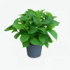 MA PÉPINIÈRE - Hydrangea macrophylla leuchtfeuer rouge - pot 2 l
