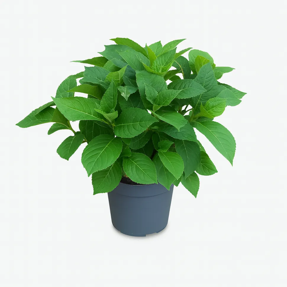 MA PÉPINIÈRE - Hydrangea macrophylla leuchtfeuer rouge - pot 3 l