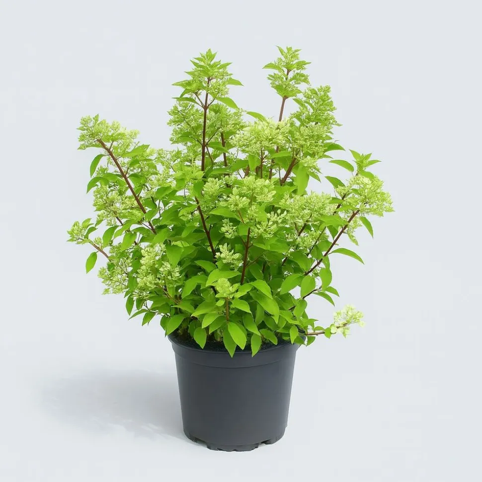 MA PÉPINIÈRE - Hydrangea paniculata fraise melba - pot 15 l