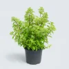 MA PÉPINIÈRE - Hydrangea paniculata unique - pot 15 l