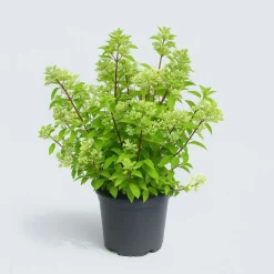 MA PÉPINIÈRE - Hydrangea paniculata limelight - pot 15 l