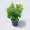 MA PÉPINIÈRE - Hydrangea paniculata limelight - pot 5 l