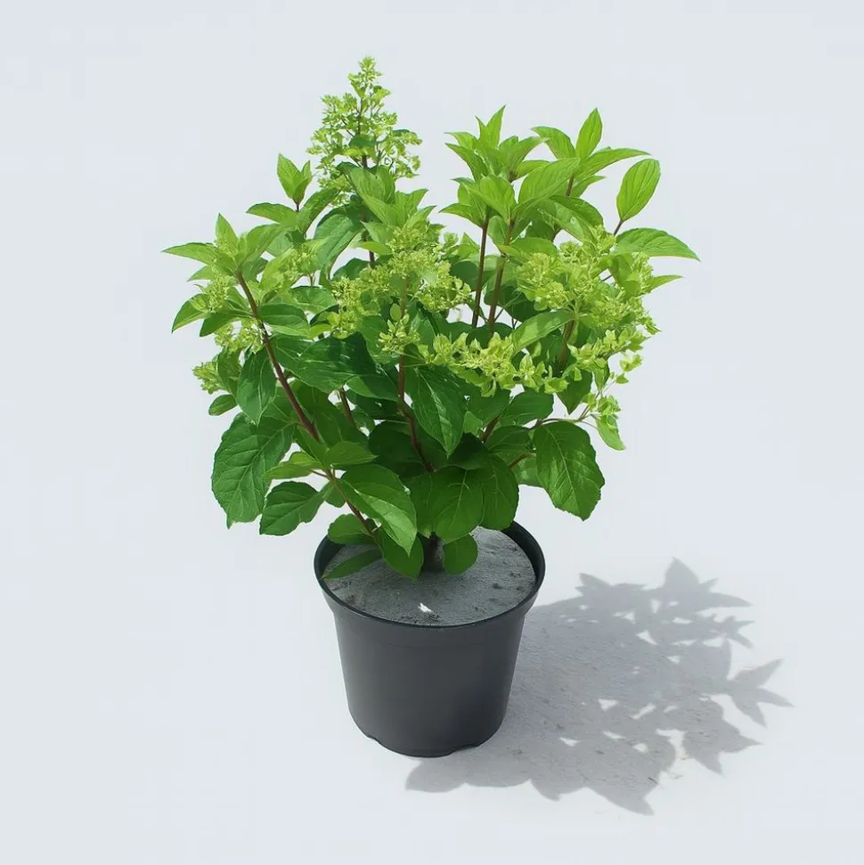 MA PÉPINIÈRE - Hydrangea paniculata limelight - pot 5 l