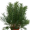 MA PÉPINIÈRE - Laurier rose 'soeur agnes' - pot 50 l - h 180 cm