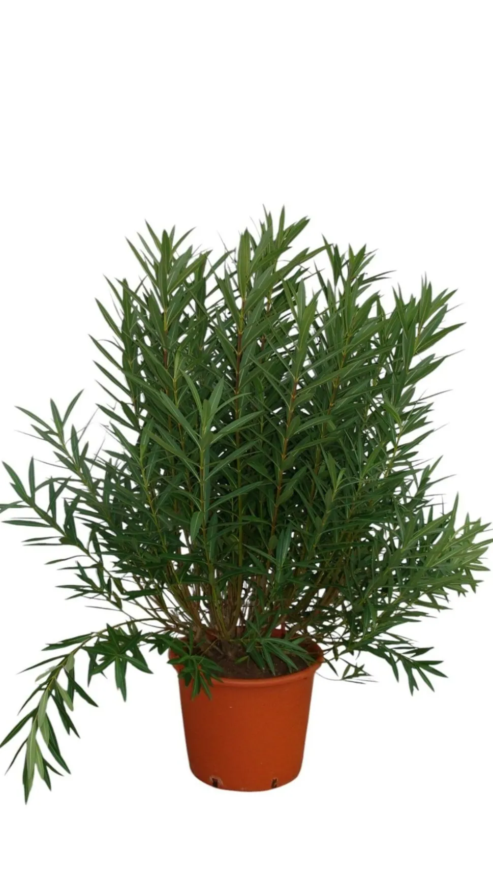 MA PÉPINIÈRE - Laurier rose 'soeur agnes' - pot 50 l - h 180 cm