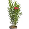 MA PÉPINIÈRE - Laurier rose 'madame planchon' - pot 7 l - h 100 cm