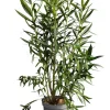 MA PÉPINIÈRE - Laurier rose 'corrida' - pot 15 l - h 140 cm