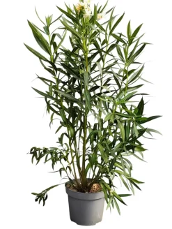 MA PÉPINIÈRE - Laurier rose 'corrida' - pot 15 l - h 140 cm