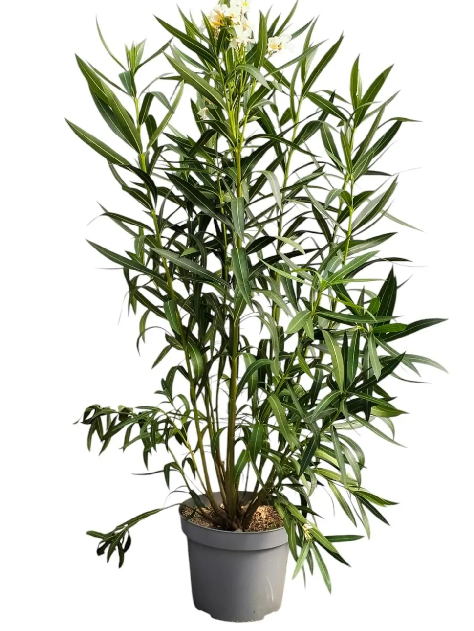 MA PÉPINIÈRE - Laurier rose 'corrida' - pot 15 l - h 140 cm