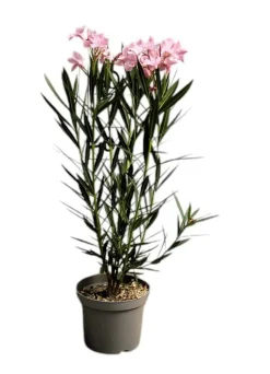 MA PÉPINIÈRE - Laurier rose 'rosanie' - pot 3 l - h 80 cm