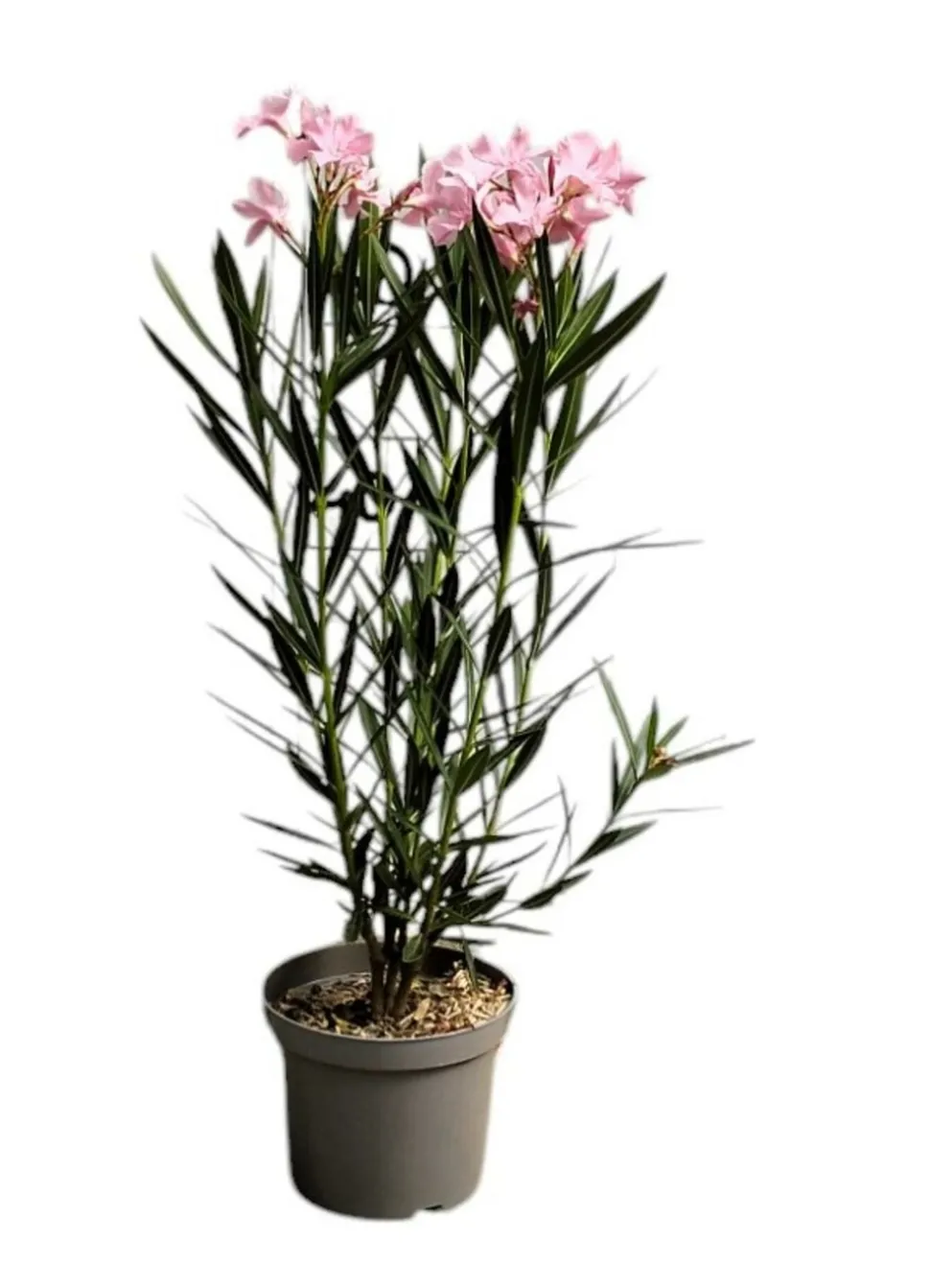 MA PÉPINIÈRE - Laurier rose 'emile sahut' - pot 3 l - h 80 cm