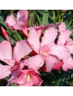 MA PÉPINIÈRE - Laurier rose 'lisa' - pot 30 l - h 160 cm