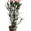 MA PÉPINIÈRE - Laurier rose 'tito poggi' - pot 3 l - h 80 cm