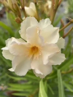 MA PÉPINIÈRE - Laurier rose 'luteum plenum' - pot 7 l - h 100 cm