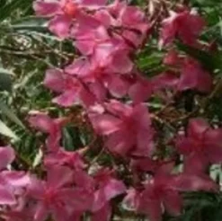 MA PÉPINIÈRE - Laurier rose 'belle helene' - pot 15 l - h 140 cm