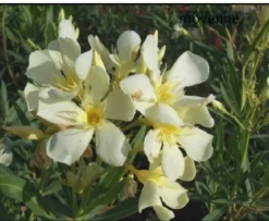 MA PÉPINIÈRE - Laurier rose 'marie gambetta' - pot 15 l - h 140 cm