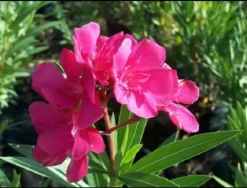 MA PÉPINIÈRE - Laurier rose 'rosanie' - pot 30 l - h 160 cm