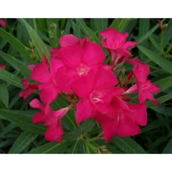 MA PÉPINIÈRE - Laurier rose 'claudia' - pot 3 l - h 80 cm