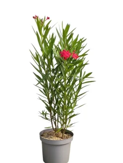 MA PÉPINIÈRE - Laurier rose 'geant des batailles' - pot 7 l - h 100 cm