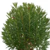 MA PÉPINIÈRE - Laurier rose 'emile sahut' - pot 80 l - h 200 cm
