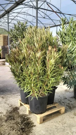 MA PÉPINIÈRE - Laurier rose 'tito poggi' - pot 30 l - h 160 cm