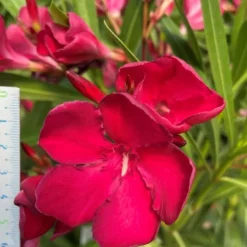 MA PÉPINIÈRE - Laurier rose 'emile sahut' - pot 30 l - h 160 cm