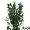 MA PÉPINIÈRE - Laurier rose 'neguev' - pot 30 l - h 160 cm