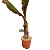 MA PÉPINIÈRE - Musa ens. Maurelli - pot 4 l - h 120 cm