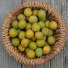 MA PÉPINIÈRE - Prunier reine claude doree - pot 12 l