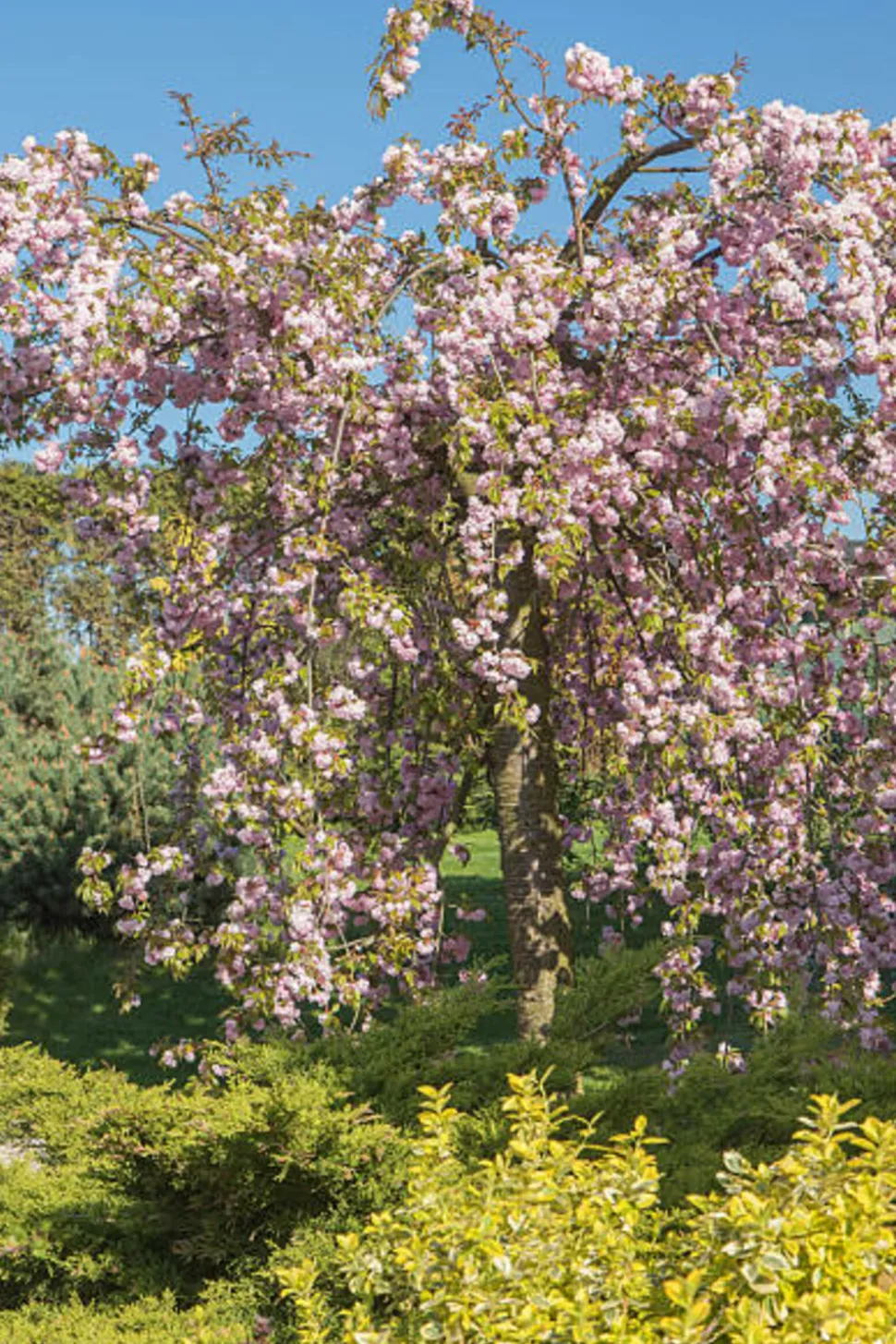 MA PÉPINIÈRE - Prunus serrulata kiku shidare zakura - pot 30 l