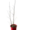 MA PÉPINIÈRE - Punica granatum 'legrelleae' c4l.