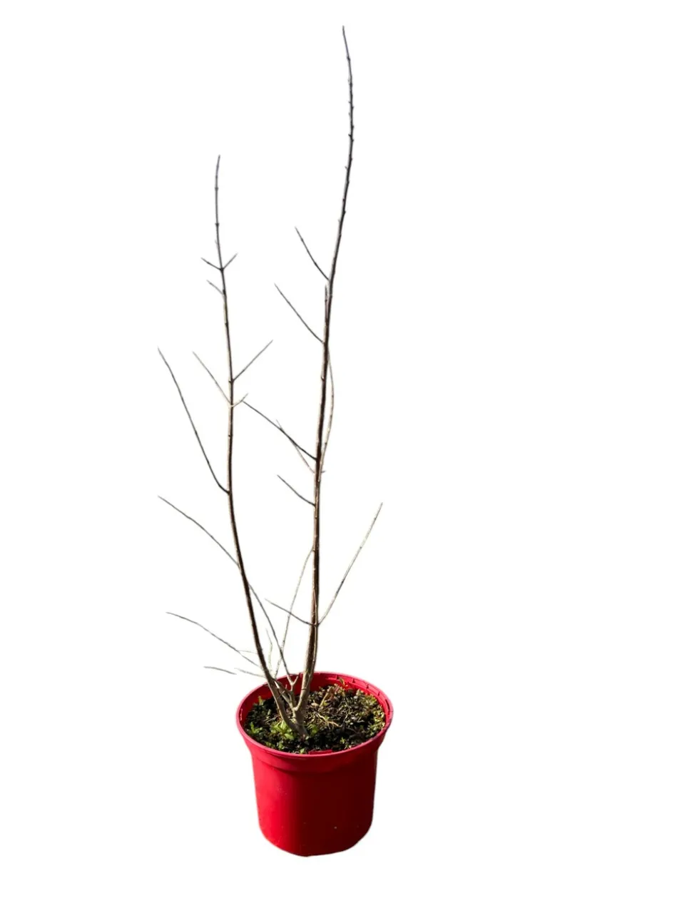 MA PÉPINIÈRE - Punica granatum 'legrelleae' c4l.