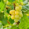 MA PÉPINIÈRE - Vigne candin c2l