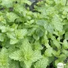 Menthe marocaine : pot 2L