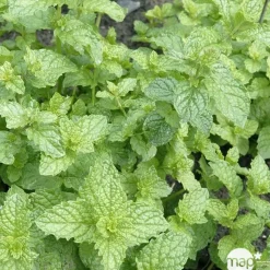 Menthe marocaine : pot 2L