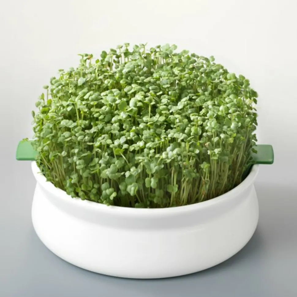 MES COURSES EN VRAC - Coupelle de germination pour graines à mucilage