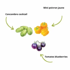 MES COURSES EN VRAC - Cultivea kit sacs de culture prêt à pousser - concombre, tomate, poivron
