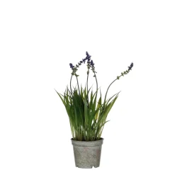 MICA - Plante artificielle lavande, coloris violet - H.30xD.8,5cm